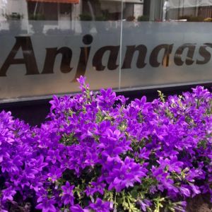 Anjanaas Logo Anjanaas